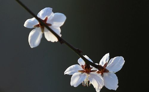 春花烂漫下一句是什么(春花烂漫时的诗句)