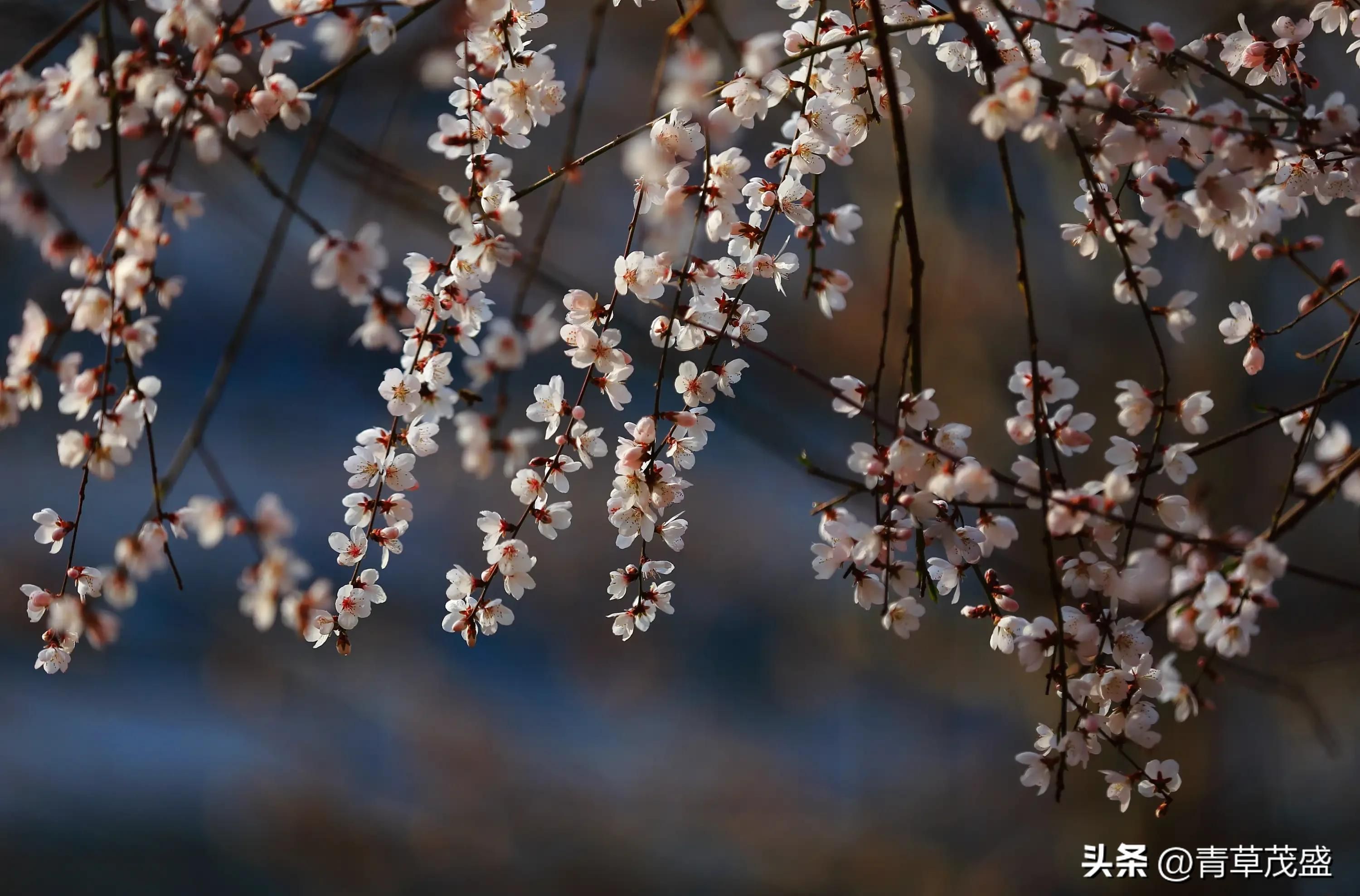 春花烂漫下一句是什么(春花烂漫时的诗句)