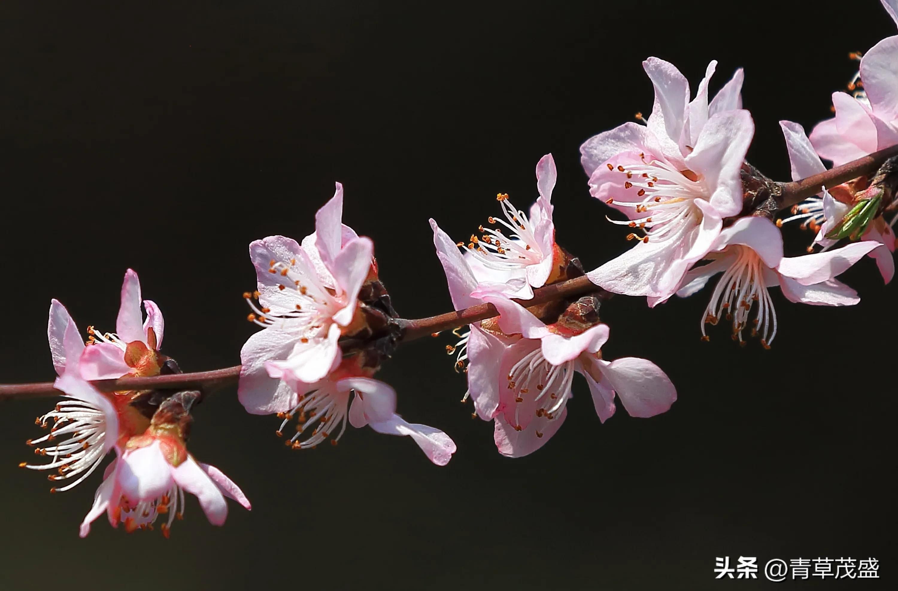 春花烂漫下一句是什么(春花烂漫时的诗句)