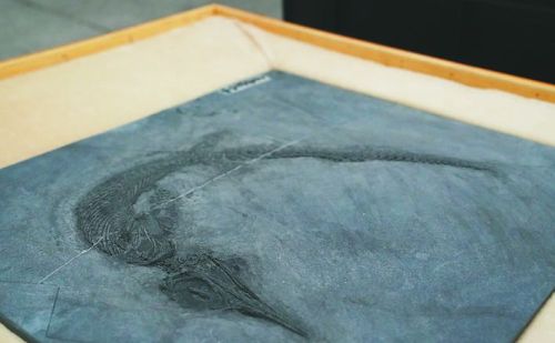 安徽省地质博物馆化石修复师：“唤醒”三叠纪鱼龙 揭秘亿万年前巢湖生物密码
