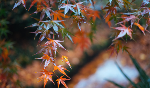 秋风生渭水,落叶满长安是什么意思(秋风生渭水,落叶满长安全诗)