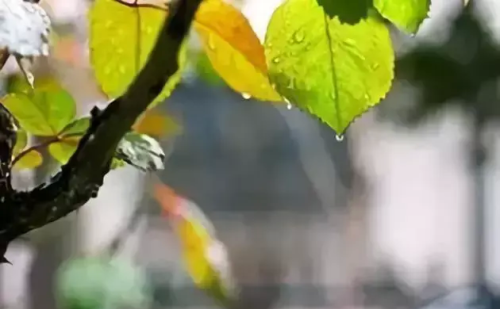 日日是好日:茶道带来的十五种幸福 小说(日日是好日茶文化)