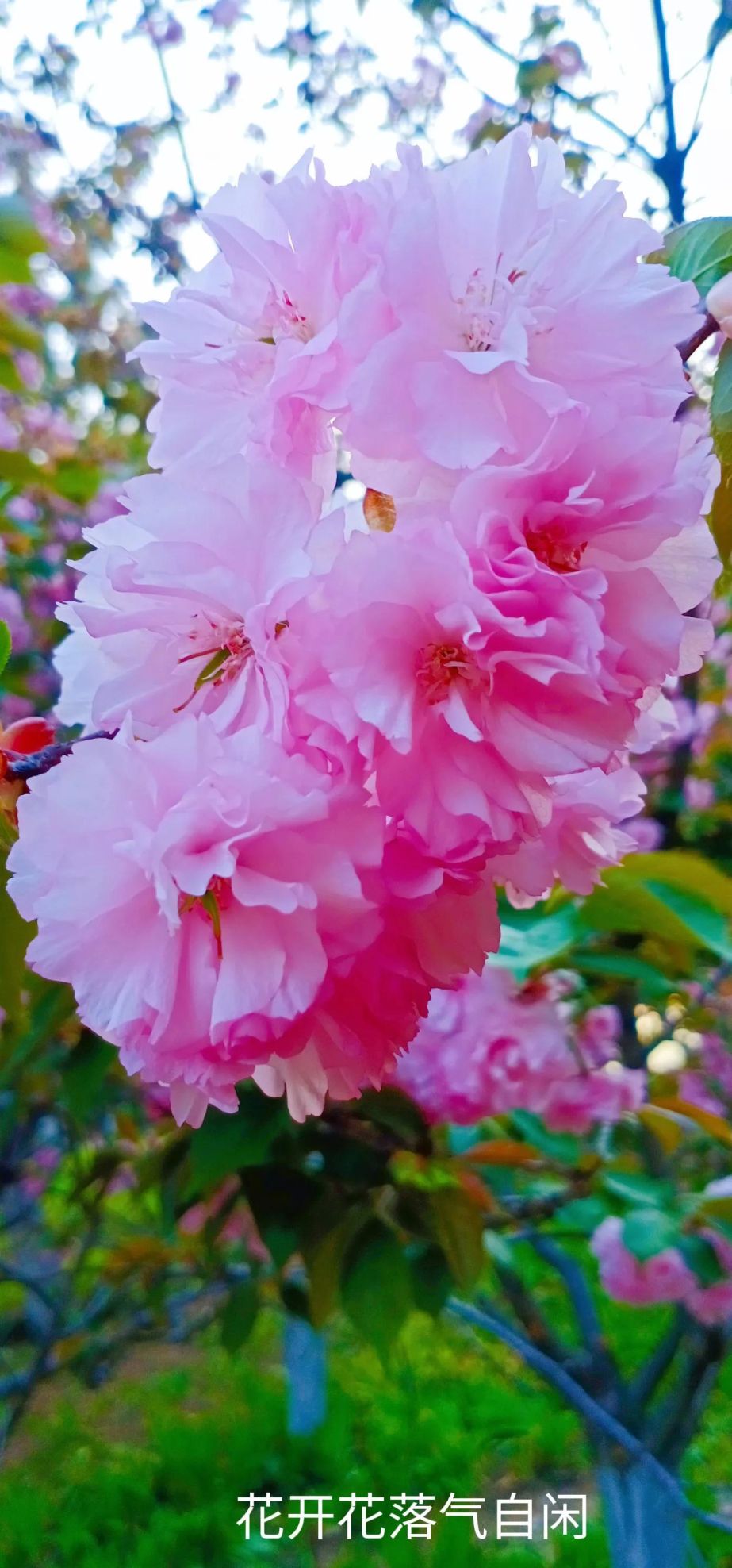 樱花盛开时歌词(樱花盛开时的美句)