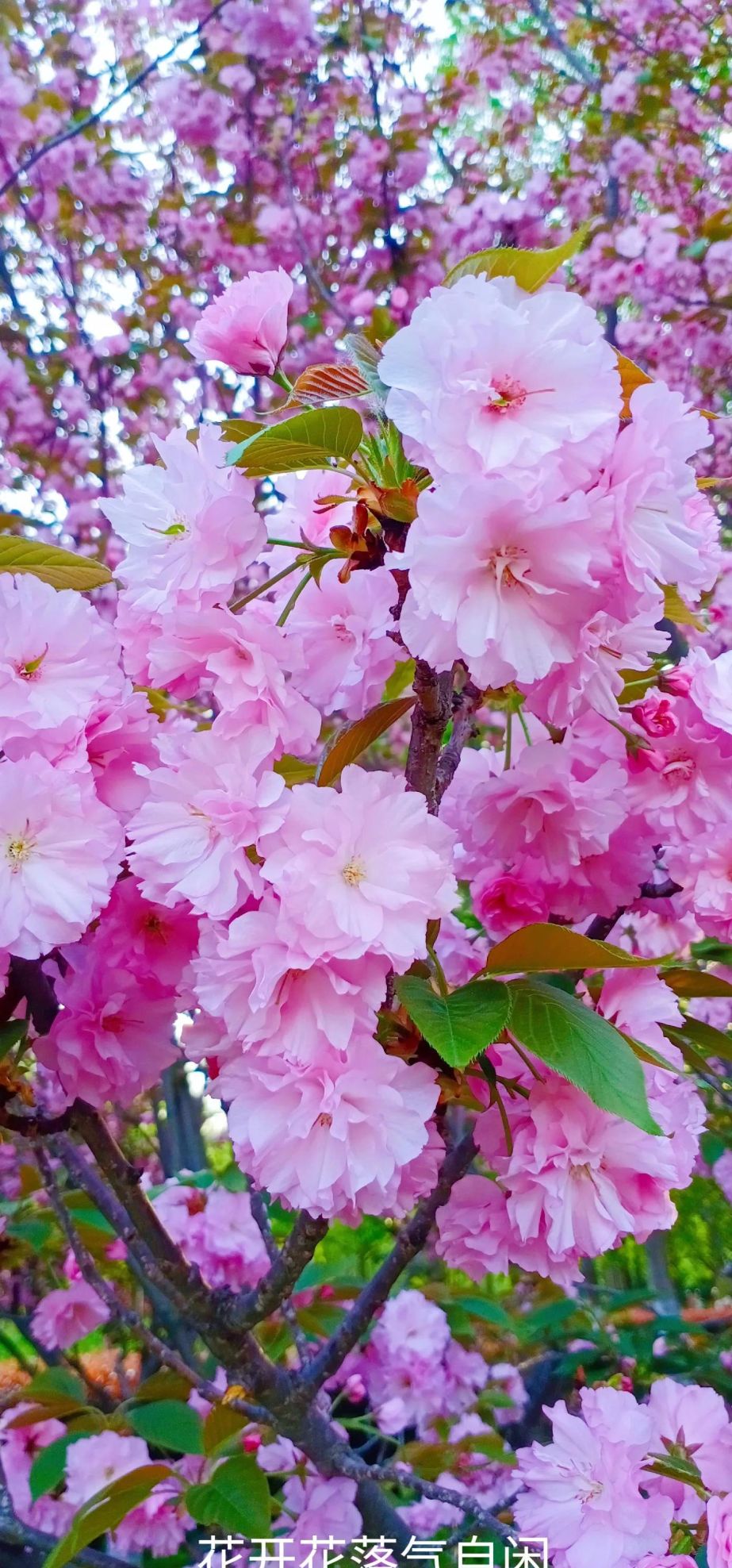 樱花盛开时歌词(樱花盛开时的美句)