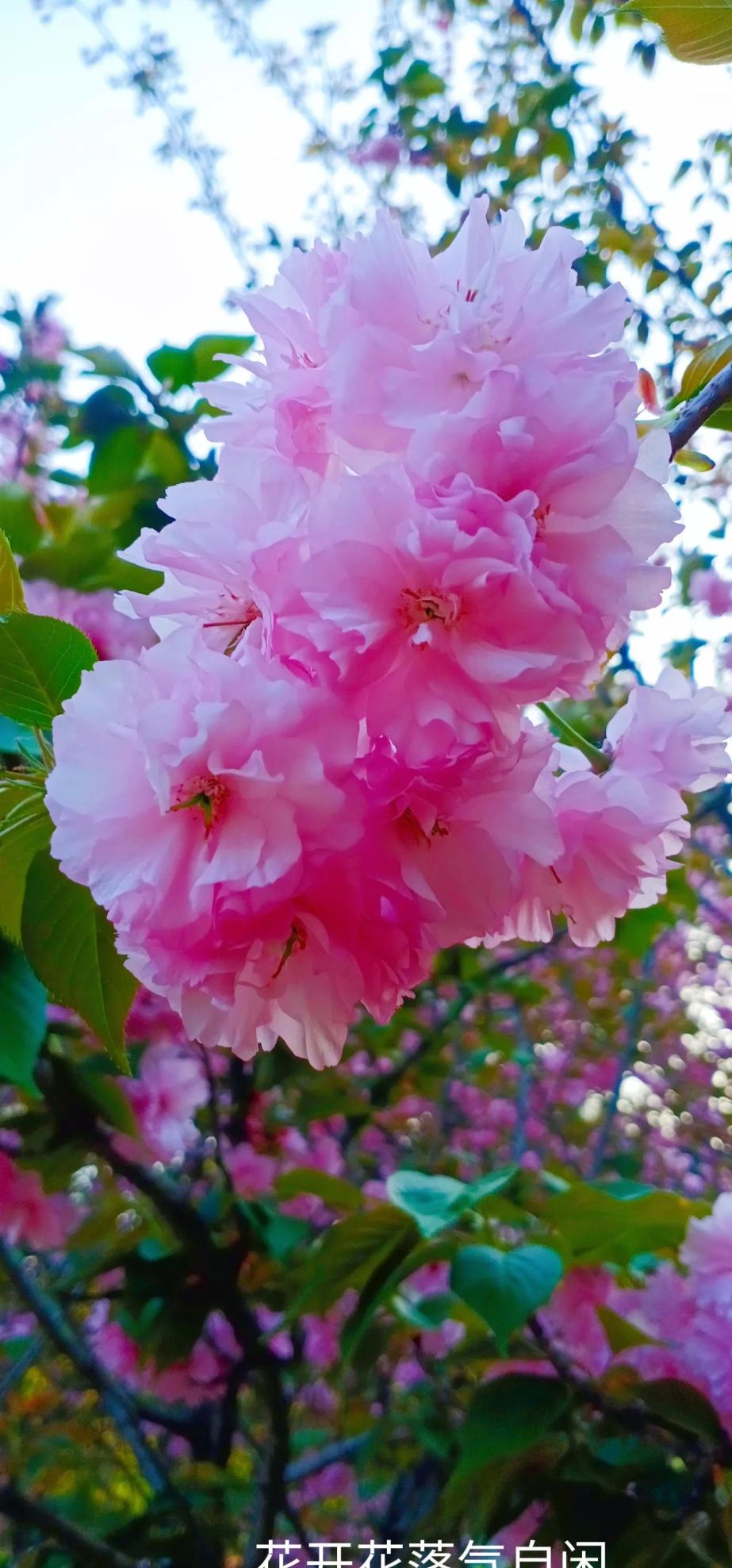 樱花盛开时歌词(樱花盛开时的美句)