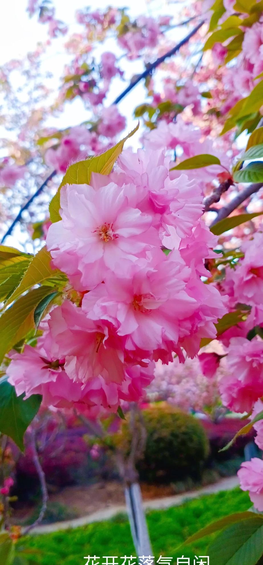 樱花盛开时歌词(樱花盛开时的美句)