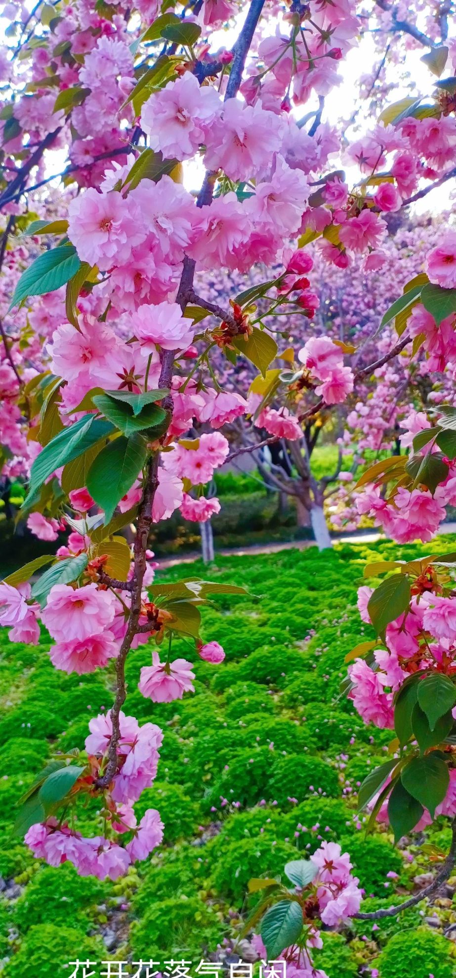 樱花盛开时歌词(樱花盛开时的美句)