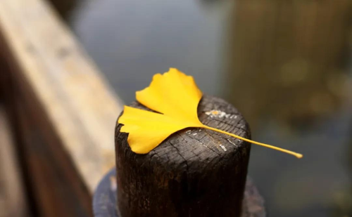 赏读:一程山水一年华,一路风雨度人生的意思(一程山水一程风雨)