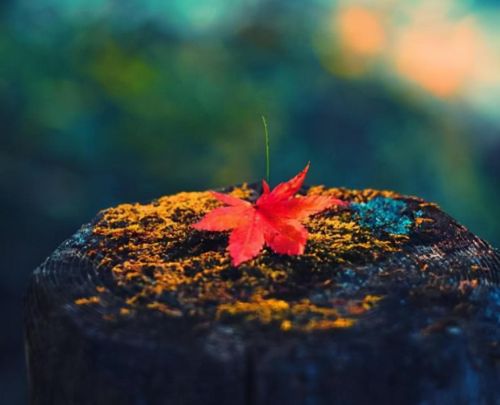 赏读:一程山水一年华,一路风雨度人生的意思(一程山水一程风雨)