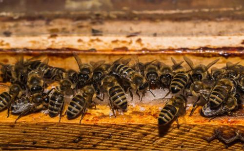 蜜蜂如何饲喂白糖(蜜蜂怎样喂养白糖)