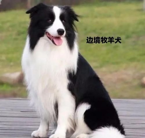 爱犬的蚤病,如何治疗最好(犬蚤病怎么治疗)