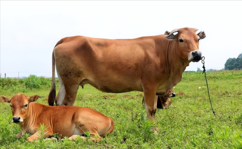 汉族有的为什么不吃猪肉(为什么汉族不吃牛羊肉)