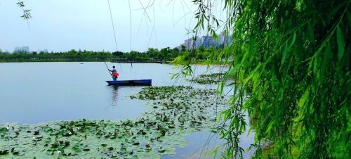 细雨听荷是什么意思(细雨沥沥什么意思)