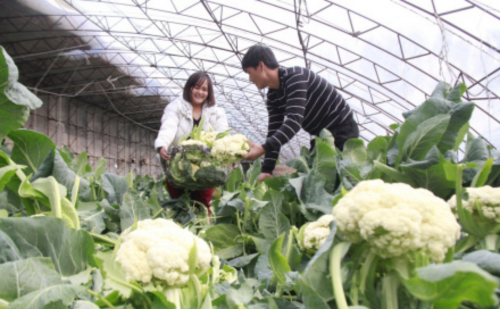 24节气之立冬手抄报(24节气之立冬主持稿)