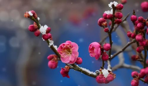 梅花王安石另外一首(王安石写的梅花这首诗)