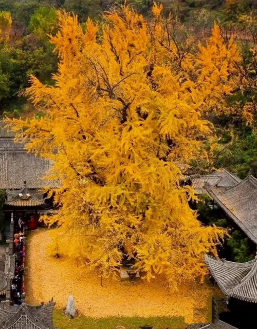 11月最适合旅行的城市(11月适合旅行的国内线路)