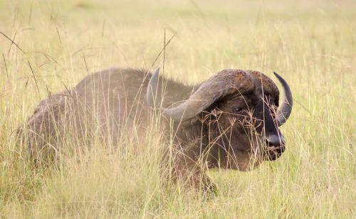 非洲的五大兽之一——非洲水牛