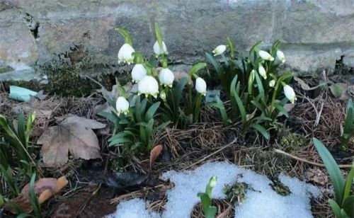 雪片莲怎么种植和养护(雪片莲吧)