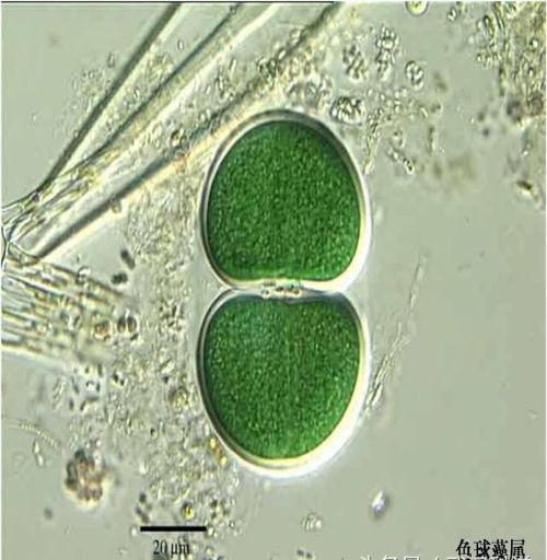 史上最全藻类(藻类常见种类)
