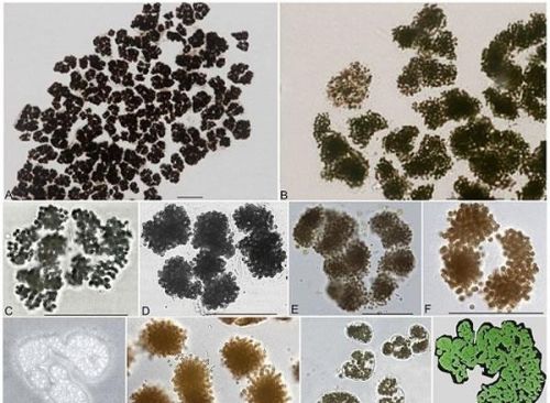 史上最全藻类(藻类常见种类)