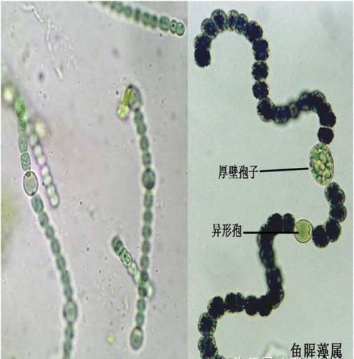 史上最全藻类(藻类常见种类)