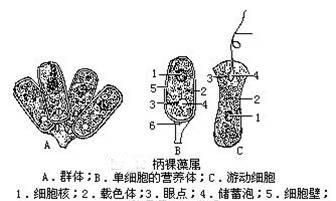 史上最全藻类(藻类常见种类)