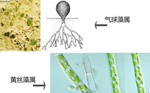 史上最全藻类(藻类常见种类)