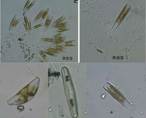 史上最全藻类(藻类常见种类)