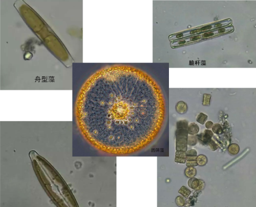 史上最全藻类(藻类常见种类)