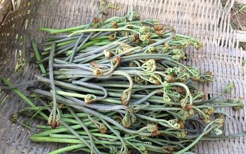 农村常见的6种野菜简介及图片(农村常见的60种野菜大全)