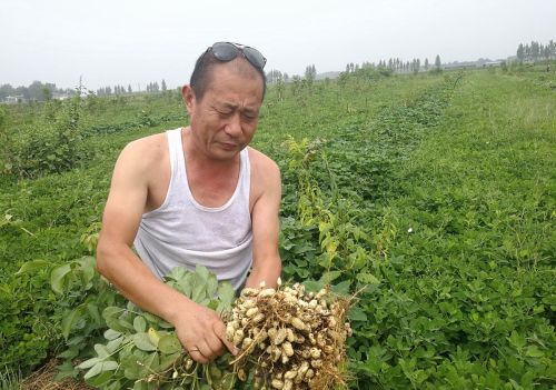 花生专用叶面肥哪个好(花生施什么叶面肥可以高产?花生施用叶面肥技巧)