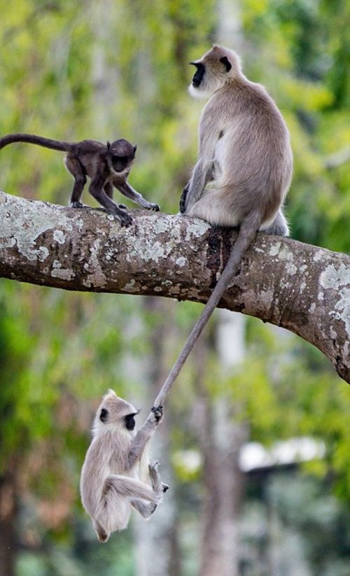 树上生活的长尾叶猴，母猴的尾巴成了小猴子荡秋千的保险绳