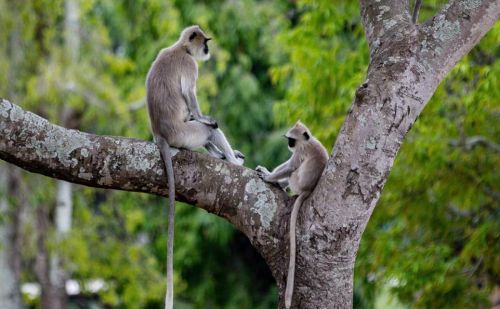 树上生活的长尾叶猴，母猴的尾巴成了小猴子荡秋千的保险绳