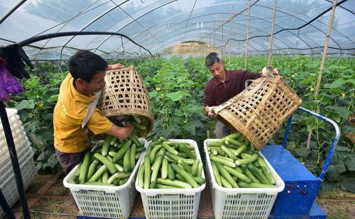 大棚黄瓜化瓜是什么原因造成的呢(大棚黄瓜化瓜怎么办)