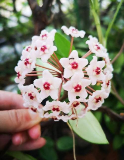 植物开花后茎就不再生长了吗(开花了怎么办)