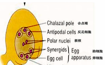 果皮种皮胚胚乳基因型分析(种皮和胚乳的基因型)