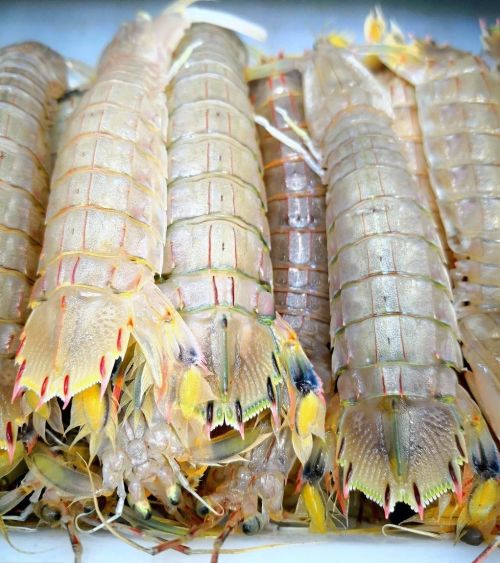 威海虾爬子多少钱一斤(威海爬虾多少钱一斤)