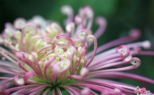 菊花都有哪些颜色怎么形容(菊花颜色有哪些?)