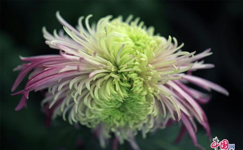 菊花都有哪些颜色怎么形容(菊花颜色有哪些?)