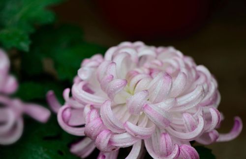 菊花都有哪些颜色怎么形容(菊花颜色有哪些?)