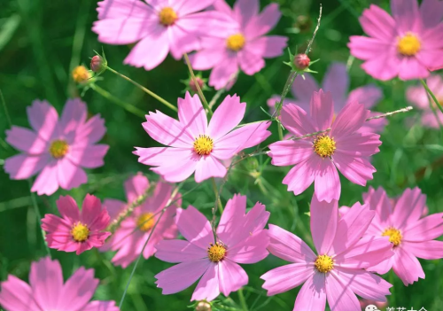 有哪种菊花(哪些菊花好看)