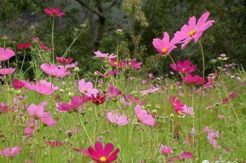 有哪种菊花(哪些菊花好看)