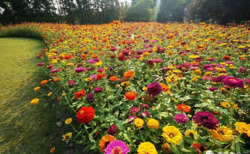 有哪种菊花(哪些菊花好看)