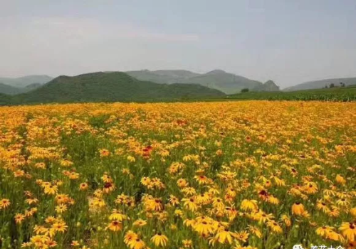 有哪种菊花(哪些菊花好看)