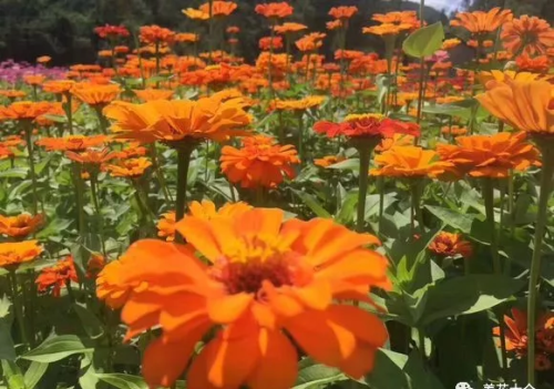 有哪种菊花(哪些菊花好看)