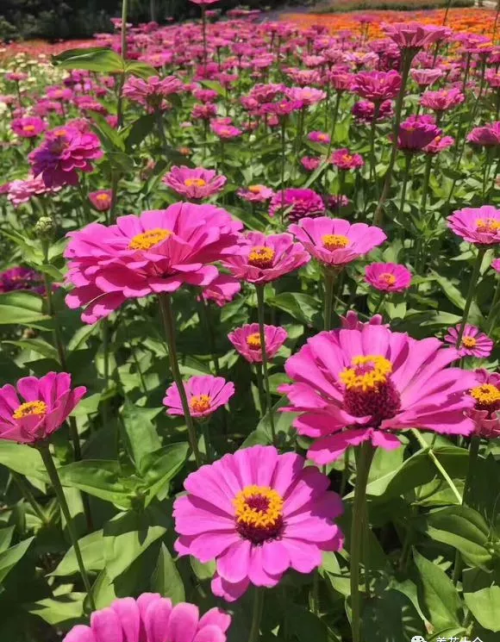 有哪种菊花(哪些菊花好看)