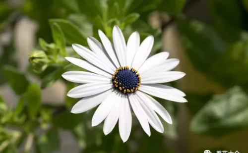 有哪种菊花(哪些菊花好看)