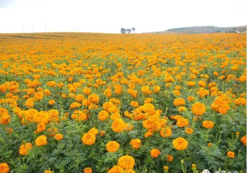 有哪种菊花(哪些菊花好看)