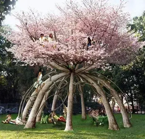 世界十大奇树名字(世界最美的十大奇树)