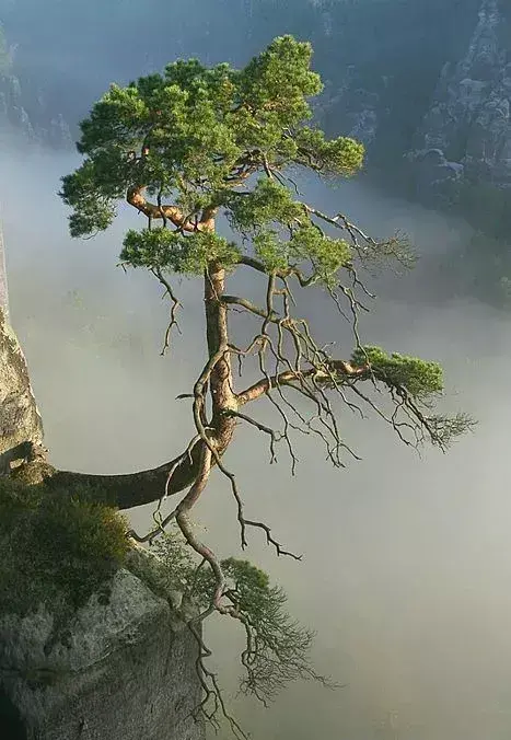 世界十大奇树名字(世界最美的十大奇树)